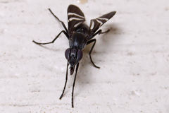 Tritoxa flexa