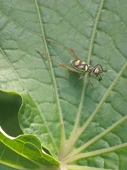 Phylloscyrtus amoenus