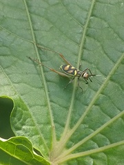 Phylloscyrtus amoenus