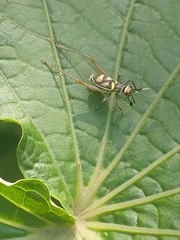 Phylloscyrtus amoenus