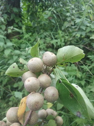 Pyrus pashia (Pyrus pashia)