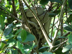 Corallus ruschenbergerii