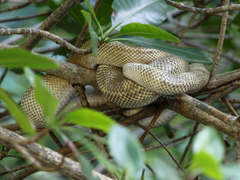 Corallus ruschenbergerii