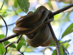 Corallus ruschenbergerii
