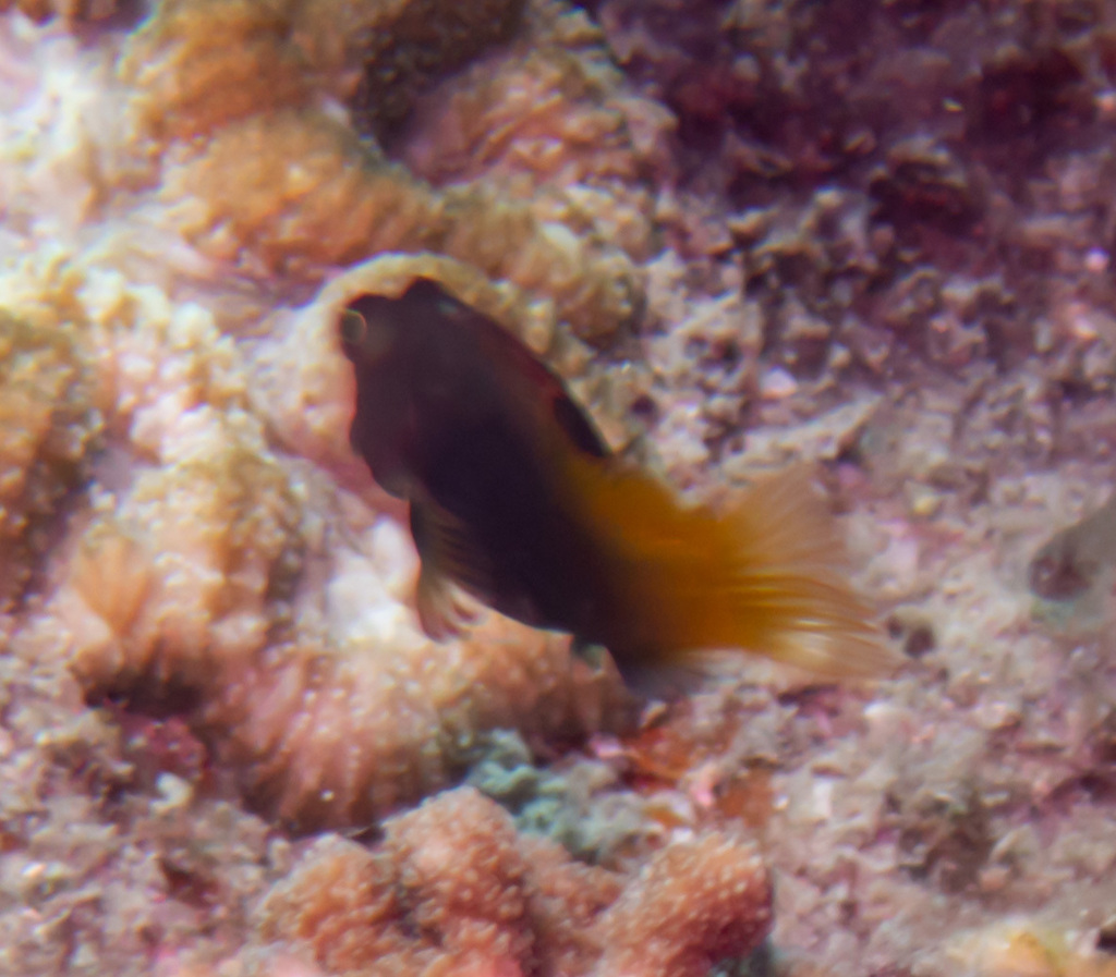 Filamentous blenny