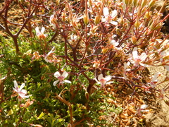 Pelargonium crithmifolium