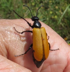 Lytta fulvipennis