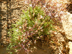 Pelargonium crithmifolium