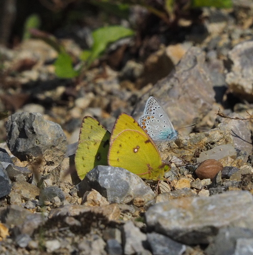 Common blue