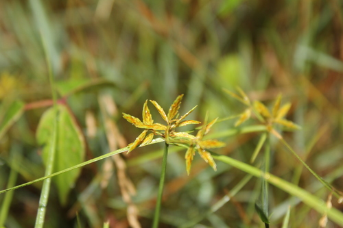 Image of Cyperus filicinus by (c) Alex Karasoulos, some rights reserved (CC BY)