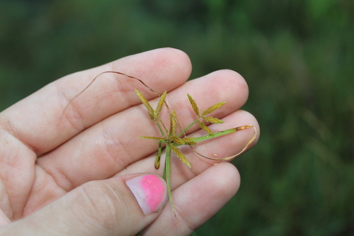 Image of Cyperus filicinus by (c) Alex Karasoulos, some rights reserved (CC BY)
