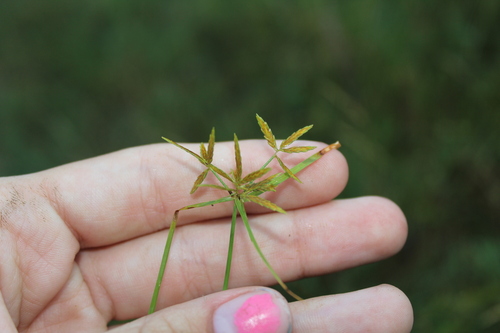 Image of Cyperus filicinus by (c) Alex Karasoulos, some rights reserved (CC BY)