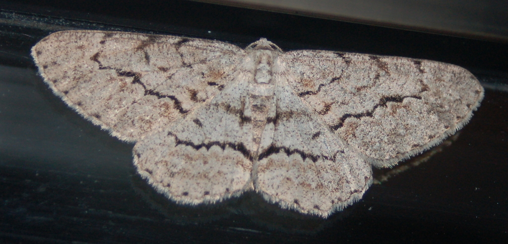 Stenoporpia pulmonaria