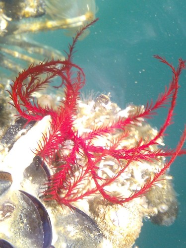 Antedon mediterranea
