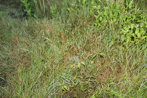 Image of Cyperus filicinus by (c) Alex Karasoulos, some rights reserved (CC BY)