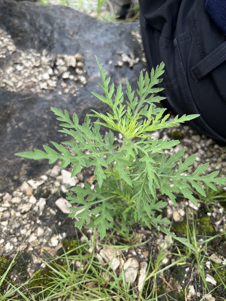 common ragweed from Washington University Tyson Research Center, Eureka ...