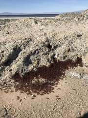 Pogonomyrmex maricopa