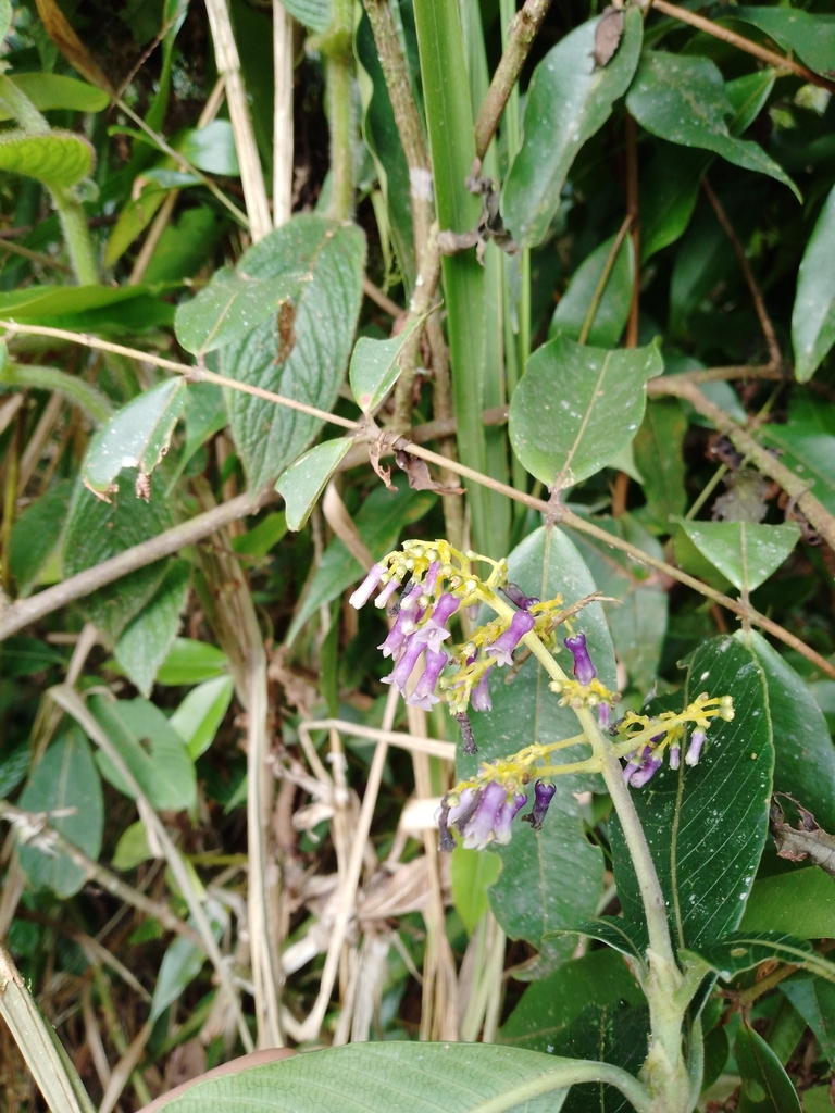 Palicourea holmgrenii (Holmgren's Cappel)