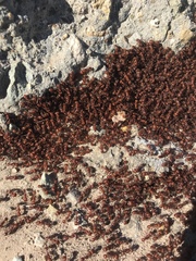 Pogonomyrmex maricopa