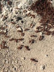 Pogonomyrmex maricopa