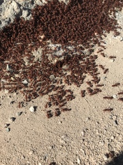 Pogonomyrmex maricopa