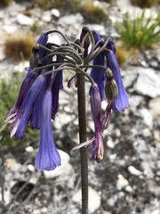 Agapanthus walshii