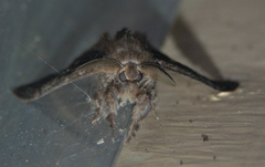 Dasychira grisefacta