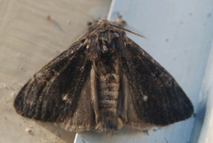 Dasychira grisefacta