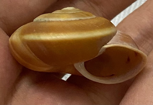 Nesiohelix caspari