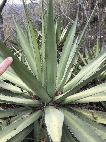 Agave convallis (Agave convallis)
