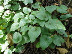 Viola uliginosa