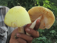 Volvariella bombycina flaviceps