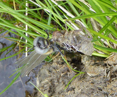 Somatochlora alpestris