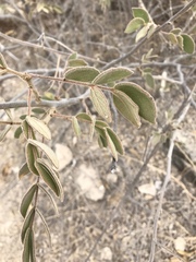 Senna villosa