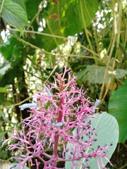 © jorgeluispaez, some rights reserved (CC-BY-NC)