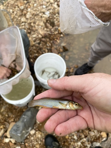 Northern studfish (Fundulus catenatus) — Fundulidae — 3