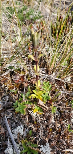 Image of Gentiana glauca by (c) J Straka, some rights reserved (CC BY)