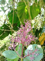 © jorgeluispaez, some rights reserved (CC-BY-NC)