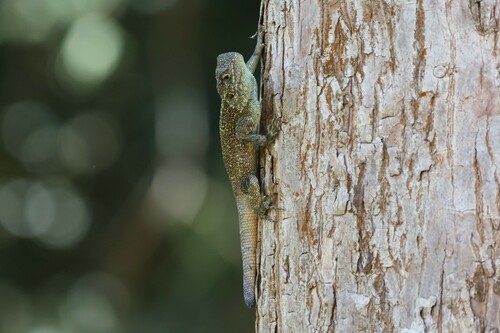 Uganda Blue-headed tree agama, Acanthocercus ugandaensis