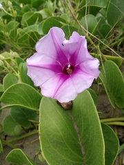 Ipomoea pes-caprae brasiliensis