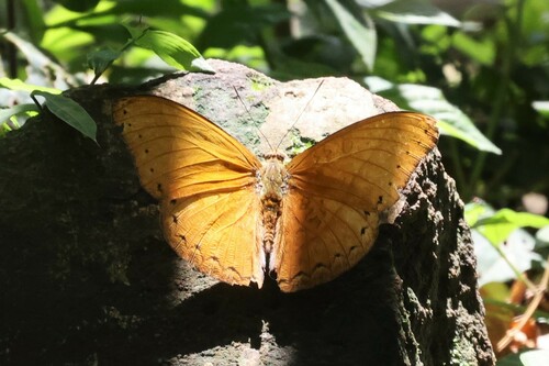 Cymothoe ochreata