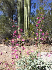 Penstemon parryi