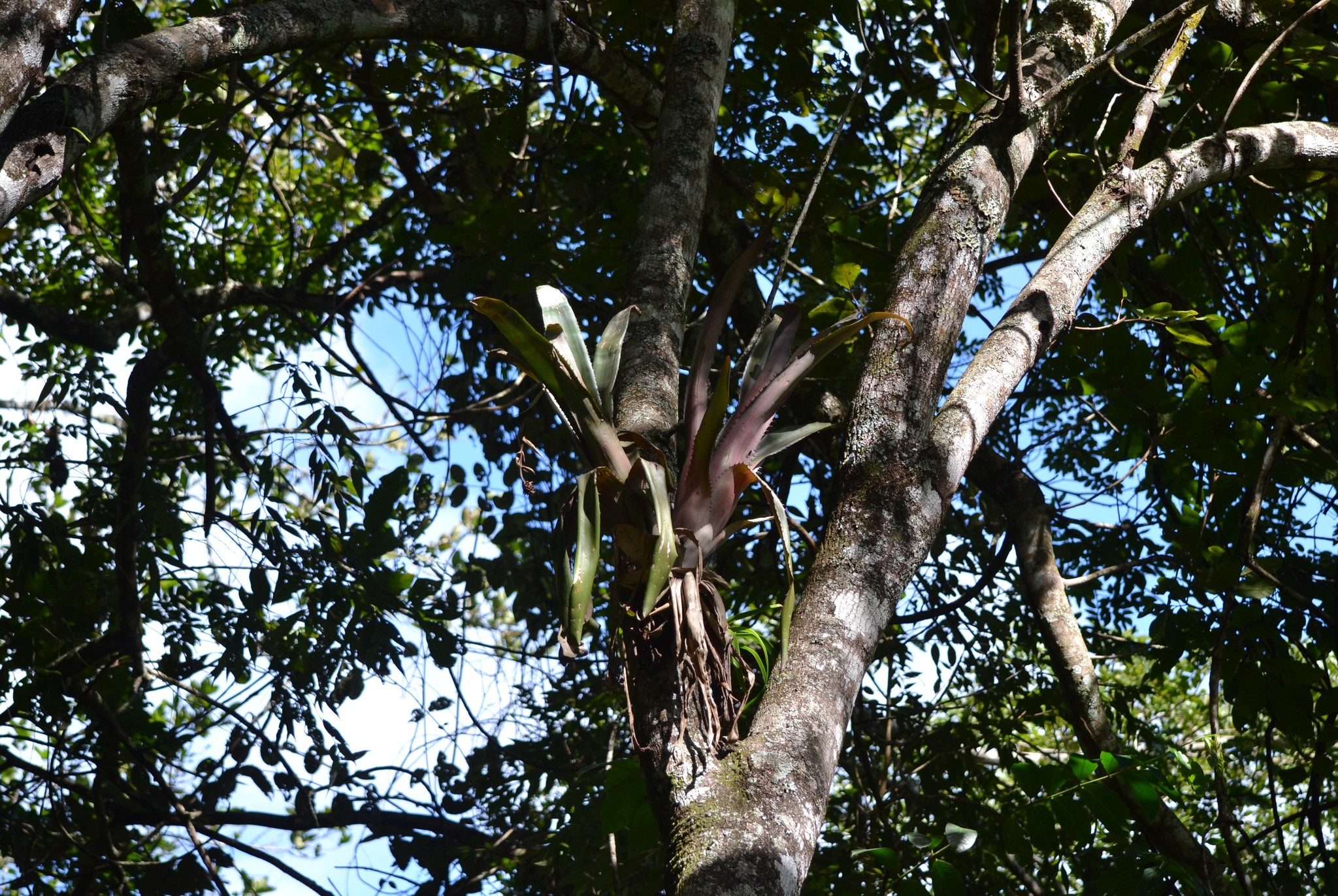 Aechmea bromeliifolia