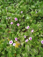 Ipomoea pes-caprae brasiliensis