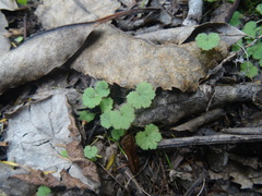 Hydrocotyle moschata moschata