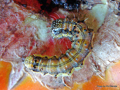 Helicoverpa armigera conferta