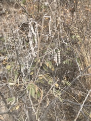 Senna villosa