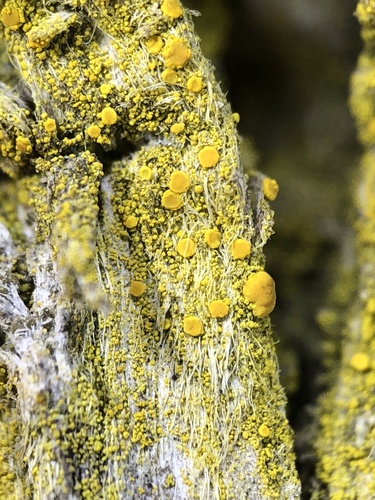 Candelariella xanthostigma image