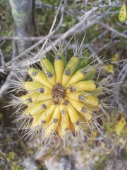Cephalocereus nudus