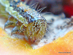 Helicoverpa armigera conferta